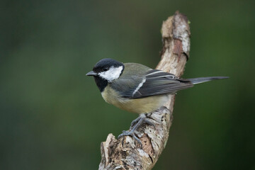 Kohlmeise (Parus major)