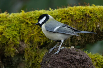 Kohlmeise (Parus major)