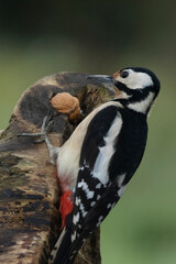 Buntspecht (Dendrocopos major)