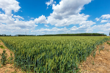 Fototapeta na wymiar Wheat is growing in the field ,The wheat fields are under the blue sky and white clouds