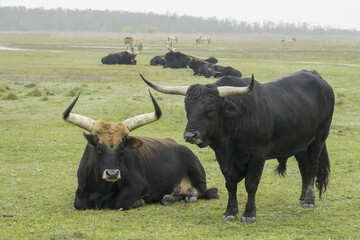 Thanks to the reverse crossing, the aurochs (Bos primigenius) returns to European nature.
