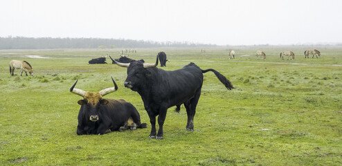 Thanks to the reverse crossing, the aurochs (Bos primigenius) returns to European nature.