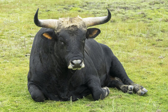 Thanks to the reverse crossing, the aurochs (Bos primigenius) returns to European nature.