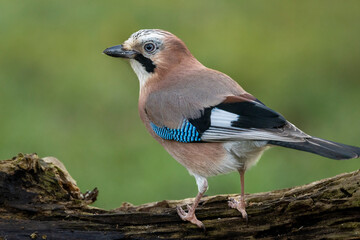 Eichelhäher (Garrulus glandarius)
