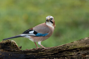 Eichelhäher (Garrulus glandarius)