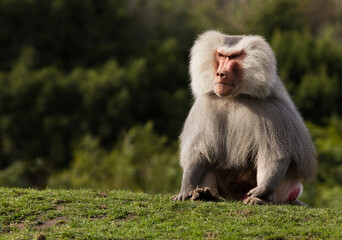Hamadryas Baboon - Papio hamadryas