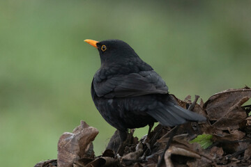 Amsel (Turdus merula)