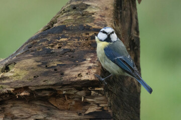 Blaumeise (Cyanistes caeruleu)