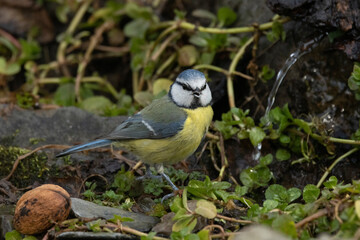 Blaumeise (Cyanistes caeruleu)