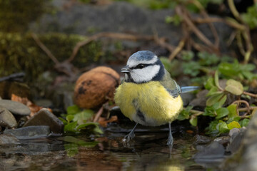 Blaumeise (Cyanistes caeruleu)