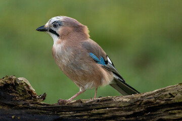 Eichelhäher (Garrulus glandarius)