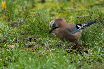 Eichelhäher (Garrulus glandarius)