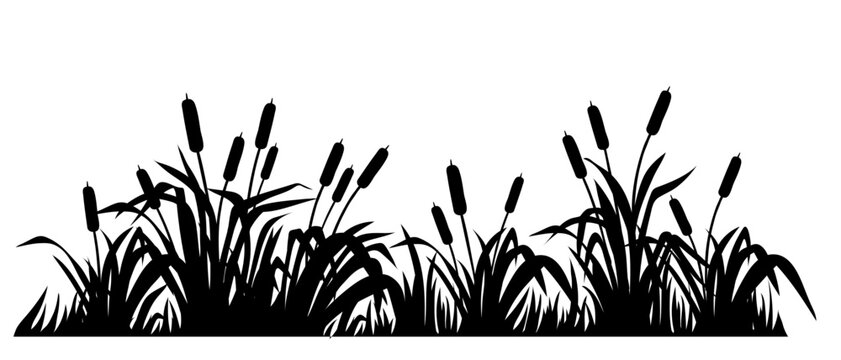 Reeds Grass Silhouette