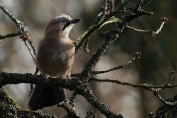 Eichelhäher (Garrulus glandarius)