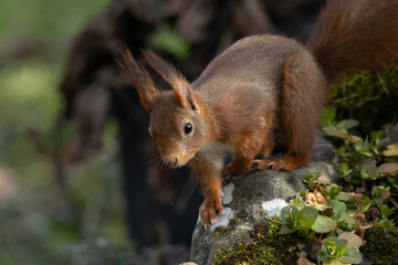 Eichhörnchen (Sciurus vulgaris)