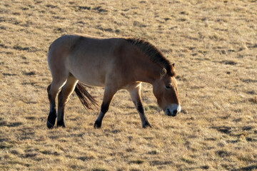 Przewalski's horse ( Equus przewalski ) also called the takhi, lives in Dívčí Castley in Prague.