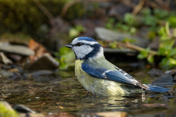 Blaumeise (Cyanistes caeruleu)