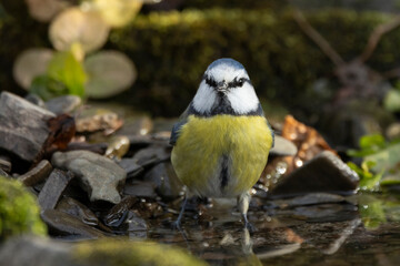 Blaumeise (Cyanistes caeruleu)