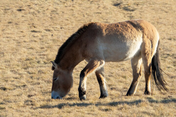 Naklejka na ściany i meble Przewalski's horse ( Equus przewalski ) also called the takhi, lives in Dívčí Castley in Prague.