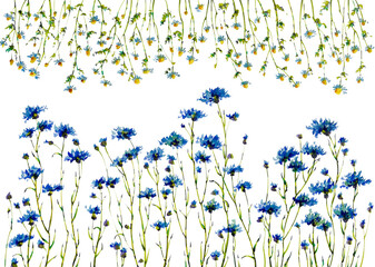 Cornflower and camomile watercolor flowers on white background