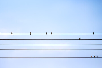 Birds sparrow flock on the electric wire with light blue sky background