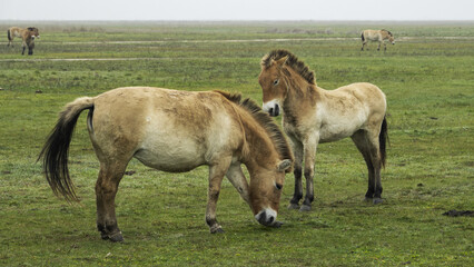 Naklejka na ściany i meble Przewalski's horse ( Equus przewalskii ), also called the takhi in Hortobágy national park in Hungary.