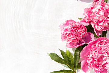 Naklejka na ściany i meble Flowers pink peonies floating on the water. Top view, flat lay