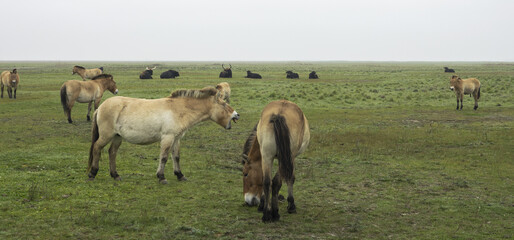 The Przewalski's horse ( Equus przewalskii ), also called the takhi and the aurochs (Bos primigenius) in Hortobágy national park in Hungary.