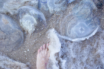 Huge jellyfish and a man's leg on a sandy beach. Invasion of jellyfish. Top view, flat lay
