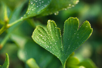 Ginkgoblatt nach dem Regen