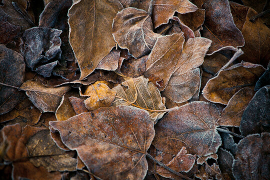 Leaf litter