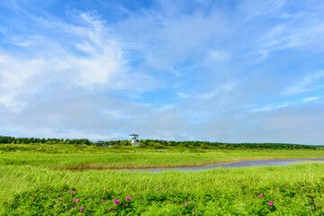 北海道ベニヤ原生花園
