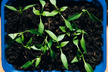 Gardening concept. Green sprouts of seedlings grown from seeds. Seedlings of pepper in a pot with soil. Top view