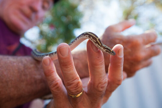 Man holding pet Stimson's python (Antaresia stimsoni) snake, Perth, Western Australia, Australia
