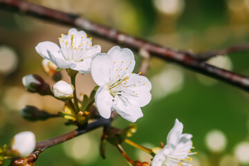 Branches of blooming cherry tree.