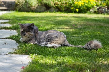 Fototapeta premium Full body shot of a grey and white Maine Coon cat lying in the light-filled garden.