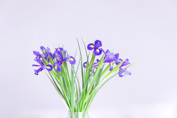 Obraz premium Purple iris flower on white background