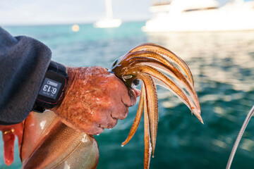 Hand holding caught squid during fishing,Â RottnestÂ Island, Western Australia, Australia