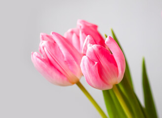 Pink tulip flowers. Beautiful spring floral composition.
