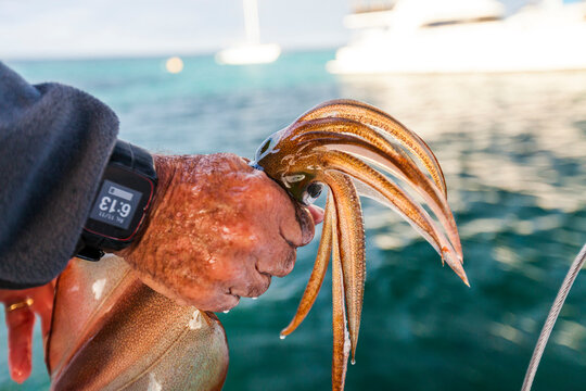 Hand holding caught squid during fishing,&Acirc;&nbsp;Rottnest&Acirc;&nbsp;Island, Western Australia, Australia