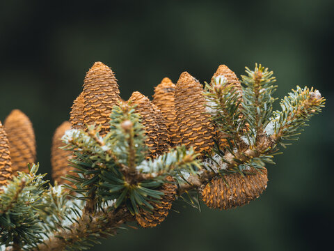 Nahaufnahme von einen schneebedeckten Zweig einer Tanne (Abies koreana) mit aufrecht stehenden reifen Zapfen.
