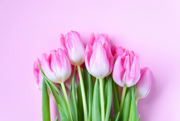 Pink tulip flowers. Beautiful spring floral composition.