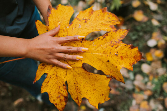 Woman's hand on large maple leaf