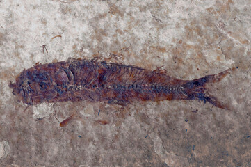 fish fossil