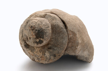 Fototapeta premium old fossilized mollusk on white background (isolated with clipping path)