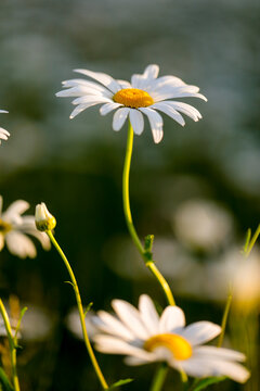 Close-up of wild daisies growing in meadow, Newburg, Wisconsin, USA