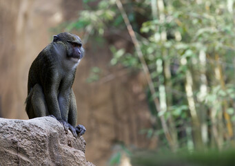 Allen's Swamp Monkey (Allenopithecus nigroviridis)