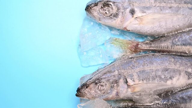 top pan frozen brown-striped mackerel scads on blue horizontal composition