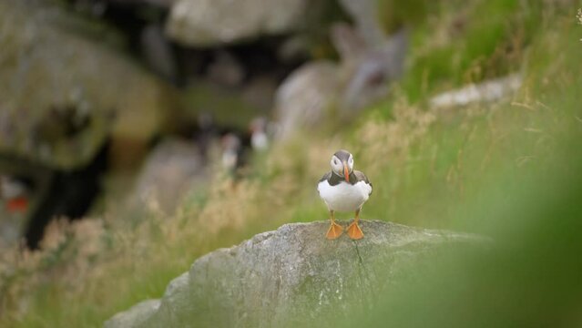 An Atlantic Puffin Perched on a Rock Surrounded by Grass Blowing in the Wind, Slow Motion, Close Up