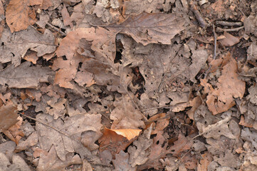 old fallen leaves lie on the ground. closeup background